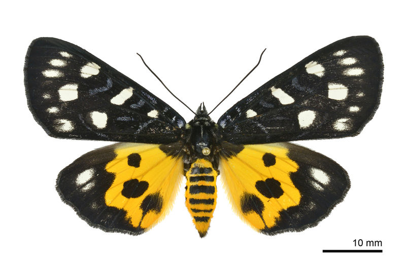 Chelonomorpha formosana formosana Female